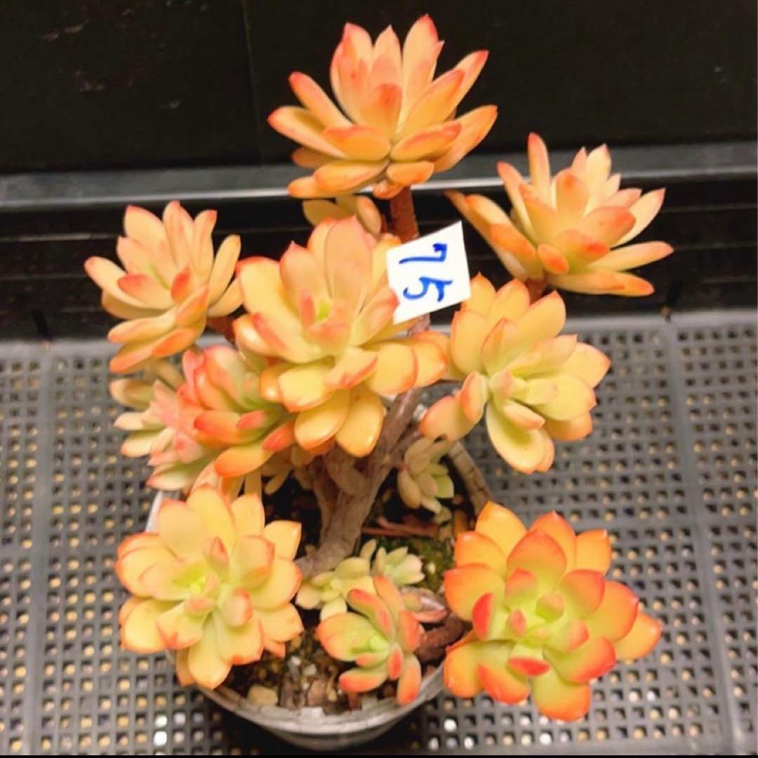 75#多肉植物❤️ミニベル錦群生❤️極美斑　極美苗❤️12頭17cm!拔キ苗！