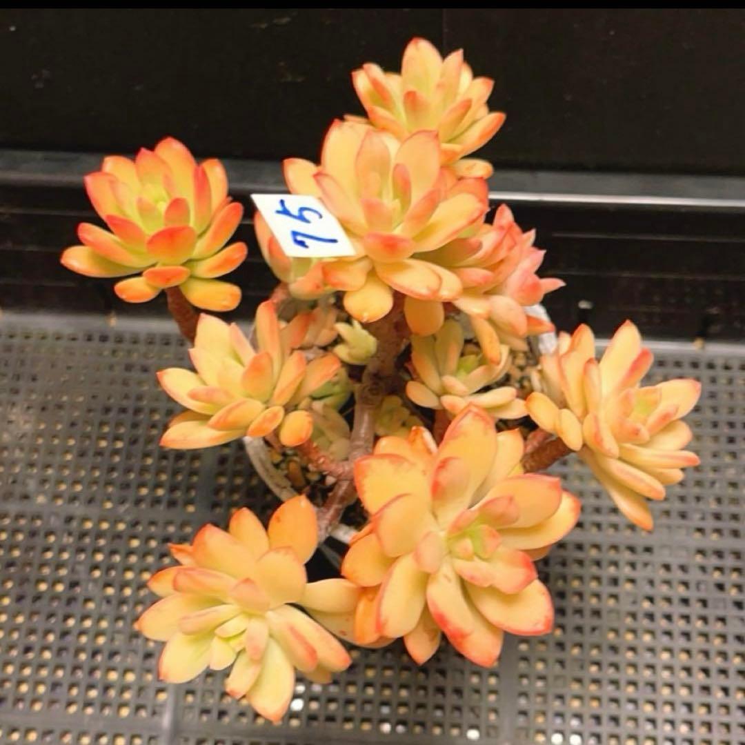 75#多肉植物❤️ミニベル錦群生❤️極美斑　極美苗❤️12頭17cm!拔キ苗！