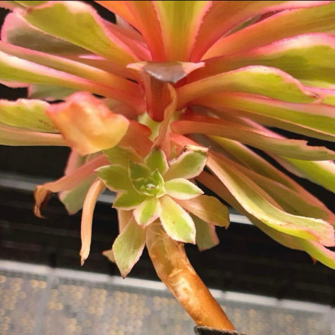 81#多肉植物アエオニウム錦❤️ 皺葉仙墨 ❤️1大頭1小頭14cm 拔き苗