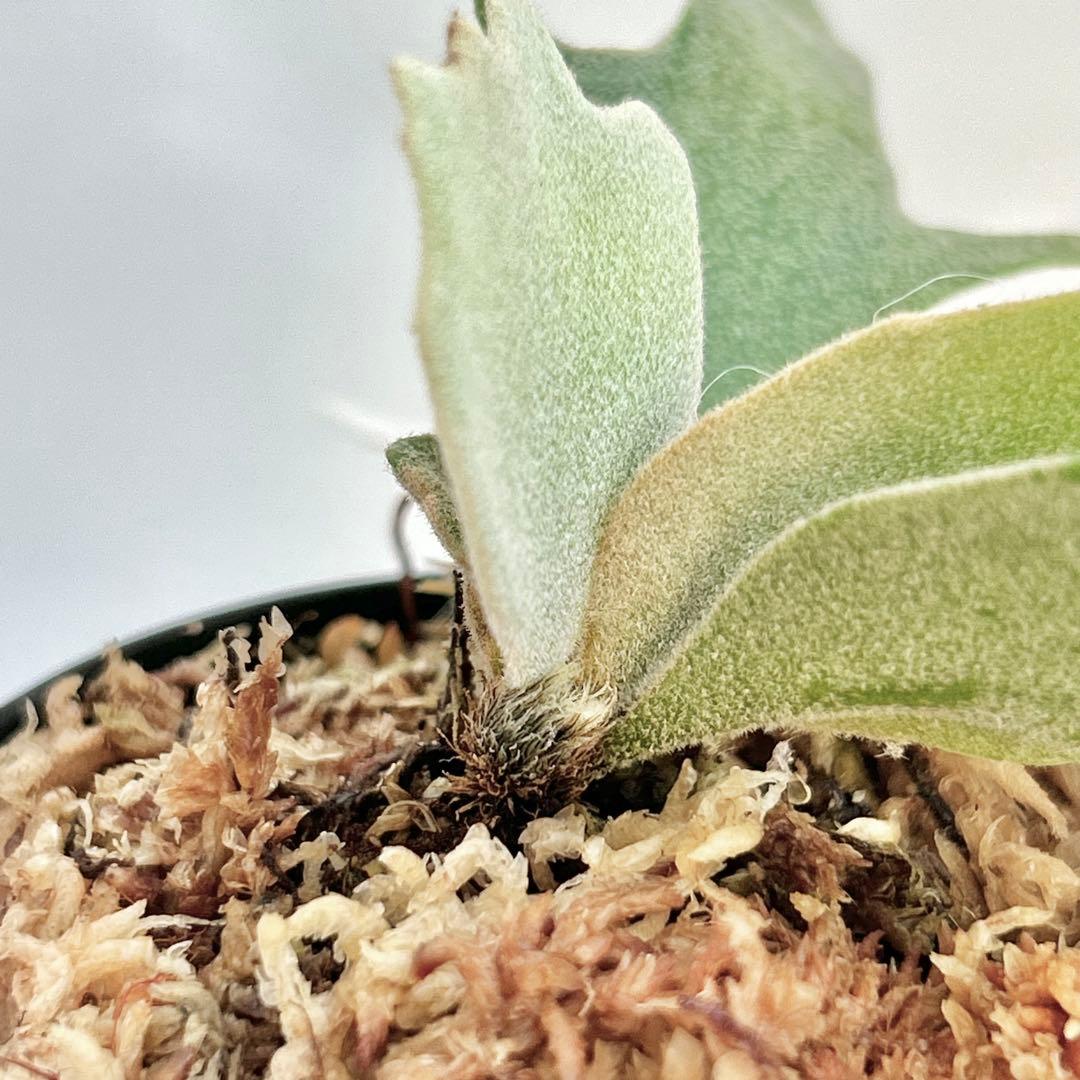 【第四種郵便】P. wilinckii cv. Antler Crown【9】