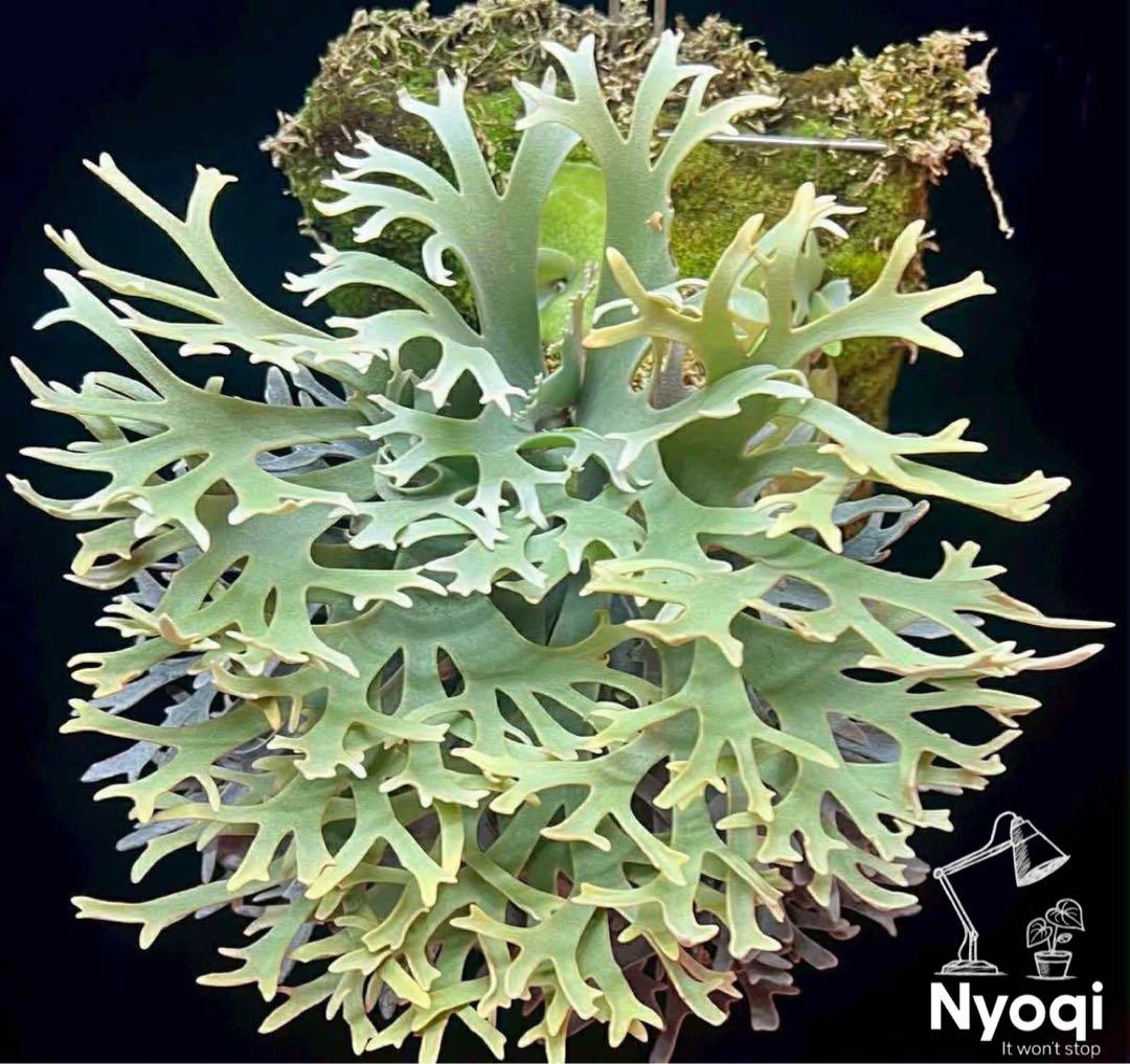 【第四種郵便】P. wilinckii cv. Antler Crown【9】