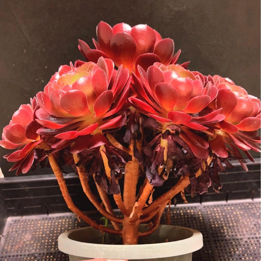 66#多肉植物アエオニウム❤️ 桃花石 ❤️12頭31cm拨き苗