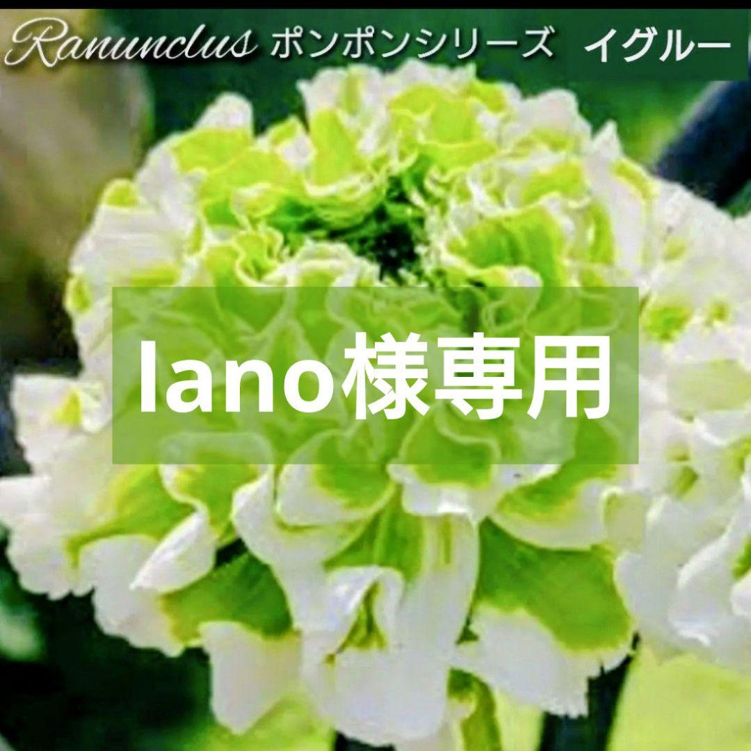 lano【正規品】ラナンキュラスポンポン『イグルー』４号♪