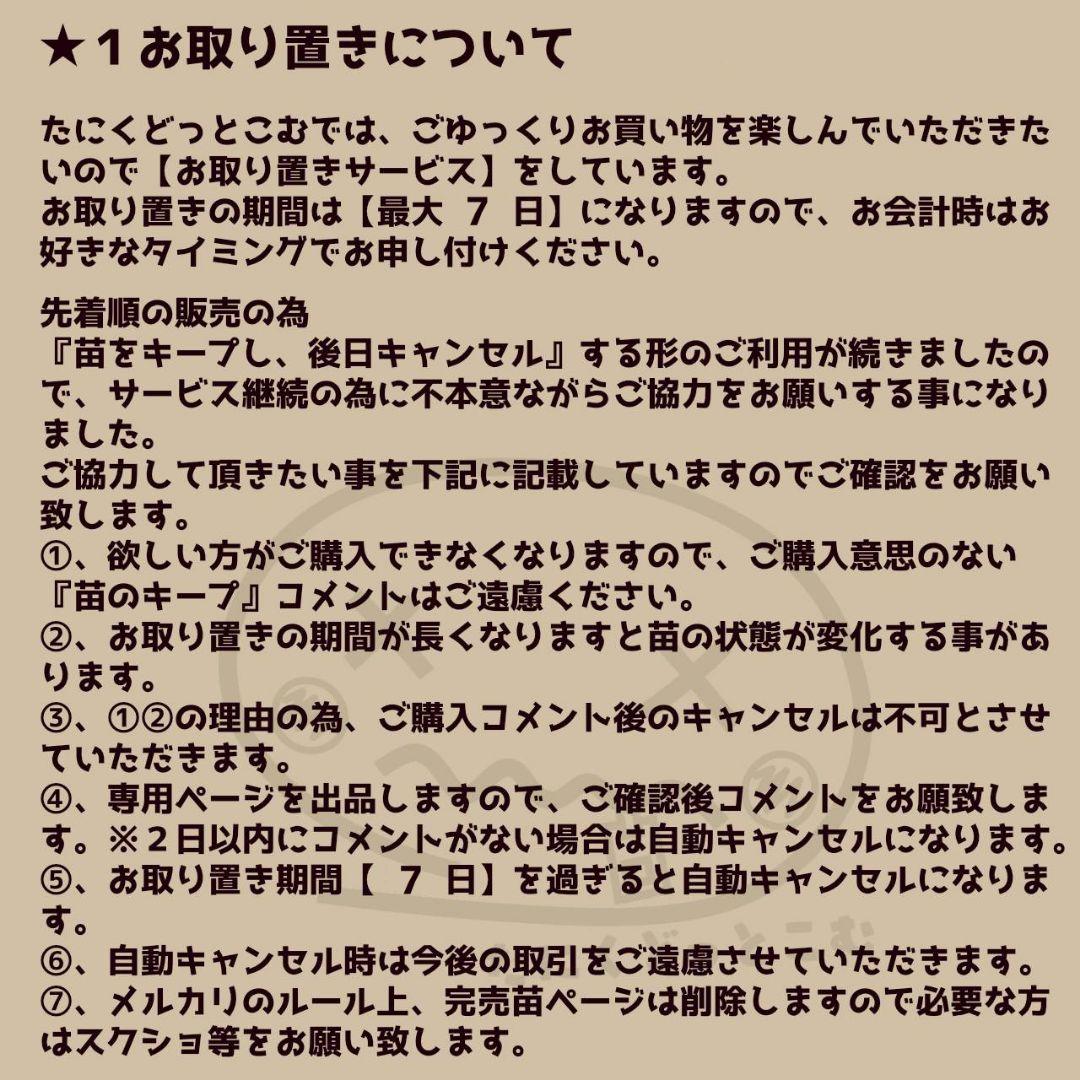 ワイルドコロラータ(大苗)◎多肉植物 カット苗 韓国苗 エケベリア等
