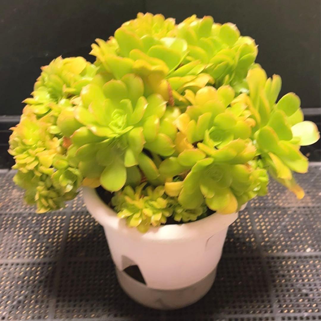 28# 多肉植物 アエオニウム ❤️小葉香炉皿法師セッカ❤️27cm拔き苗