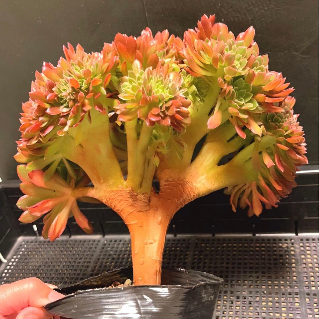 92#多肉植物アエオニウム❤️ ナガ女王 セッカ ❤️25cm拔き苗
