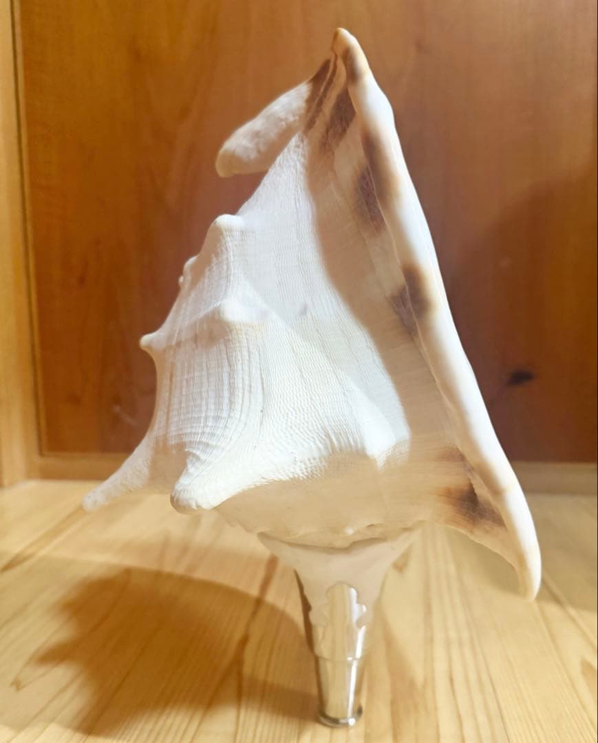 綺麗な特大肉厚トウカムリ 法螺貝　ほら貝　ホラガイ❣️