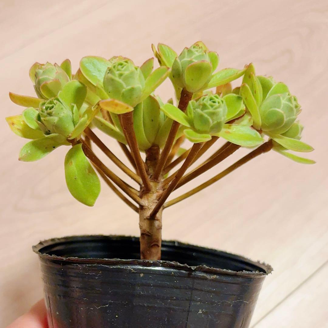 88#多肉植物アエオニウム❤️木薔薇 ❤️1大頭17小頭12cm拔き苗