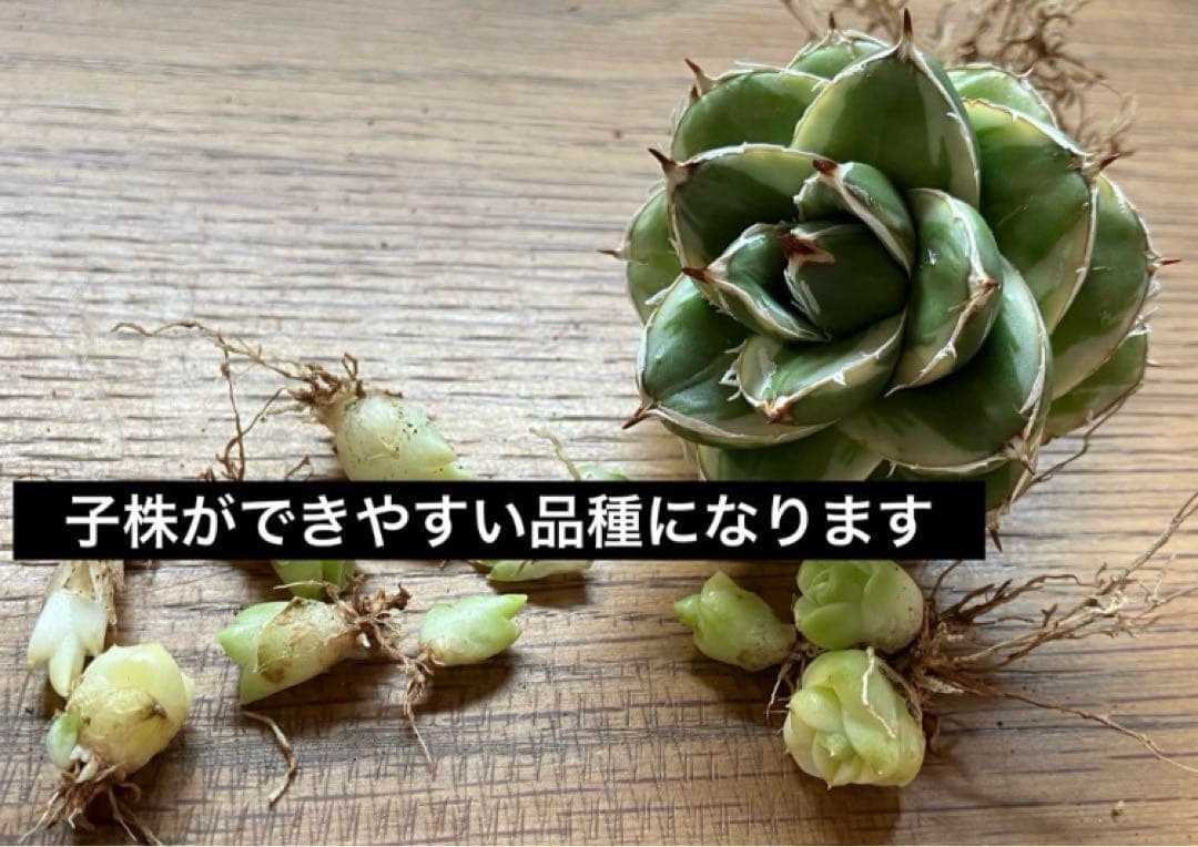 速達【鉢ごと発送】アガべ　王妃笹の雪A型　ピンキー　覆輪斑　白覆輪　TC