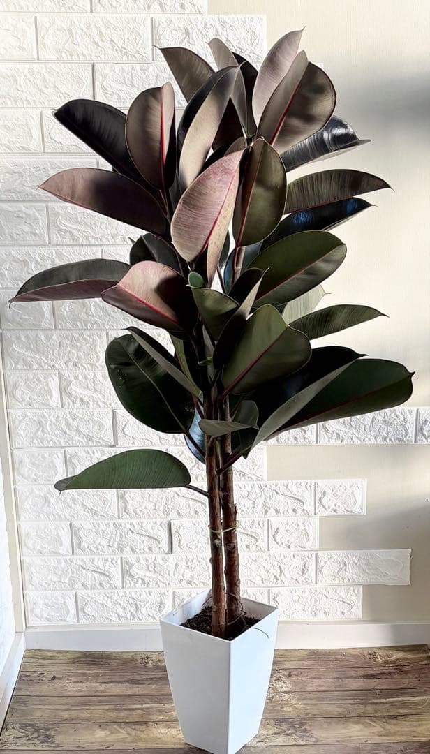 美品⭐️黒艶⭐️フィカスバーガンディ⭐️2本立ち　観葉植物