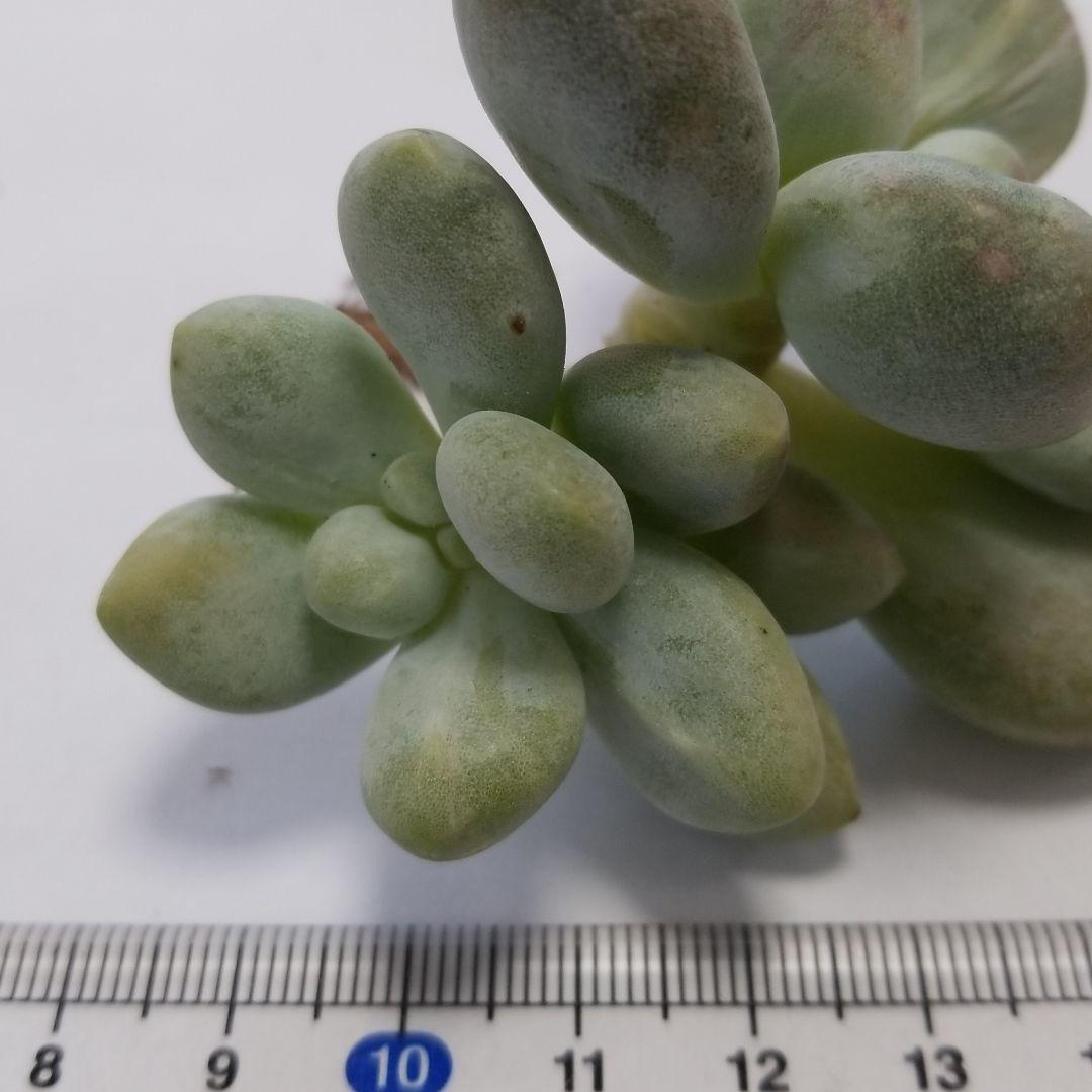 フレニュー錦色班双苗　多肉植物　パキフィツム