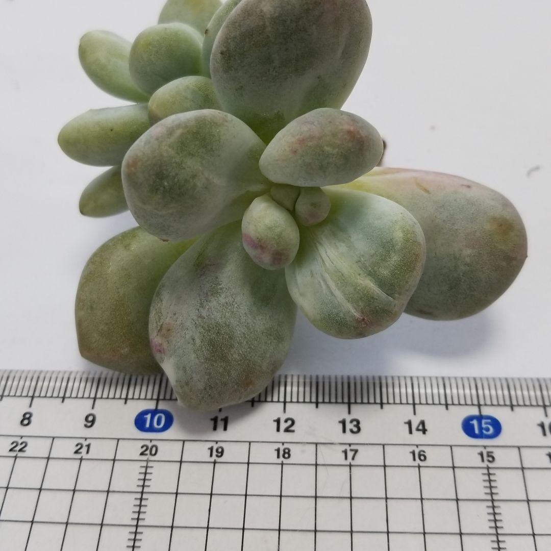 フレニュー錦色班双苗　多肉植物　パキフィツム