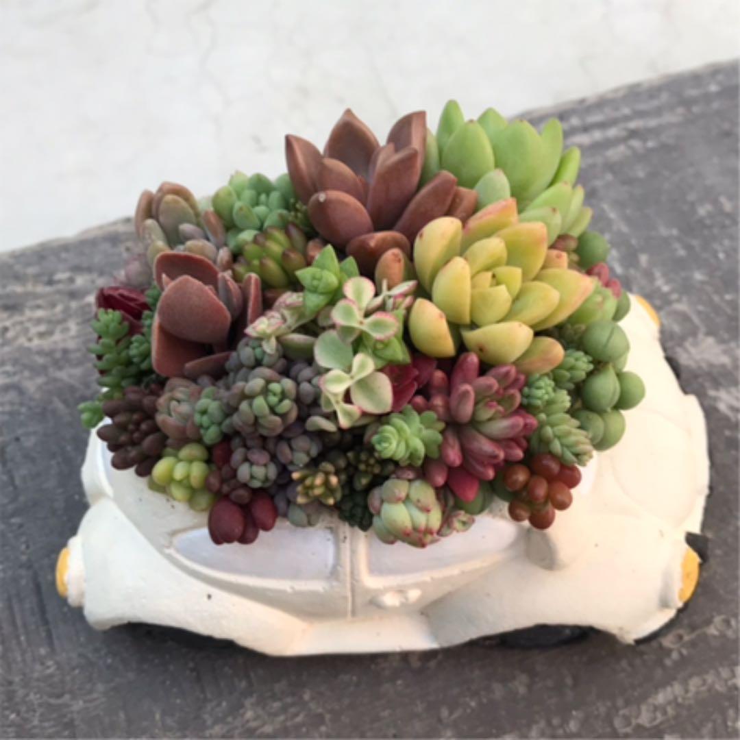 ★多肉 寄せ植え〜flower 29car  white〜★