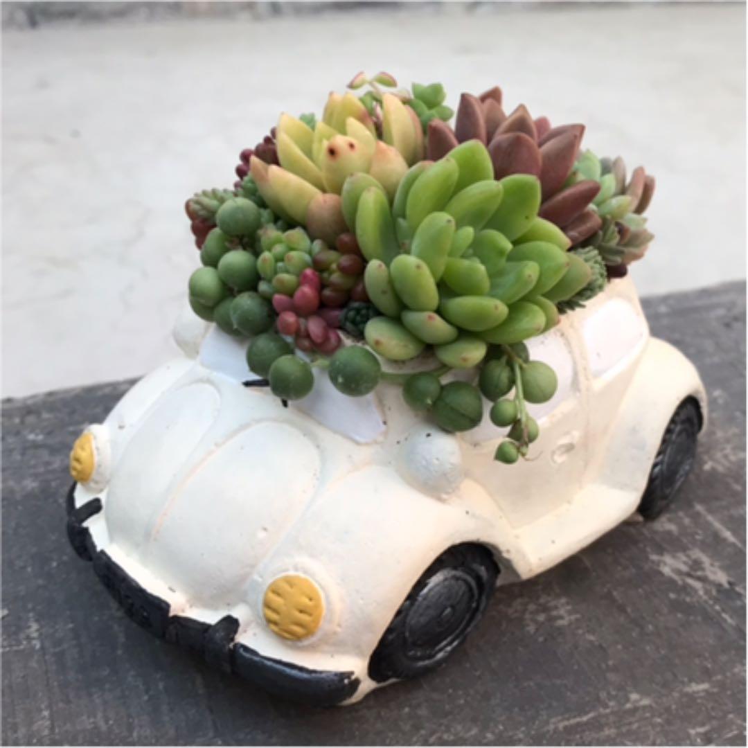 ★多肉 寄せ植え〜flower 29car  white〜★
