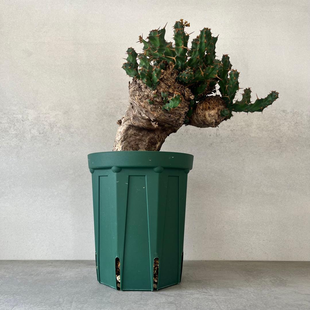 ユーフォルビア　クラビゲラ　現地球　Euphorbia clavigera Ⅱ