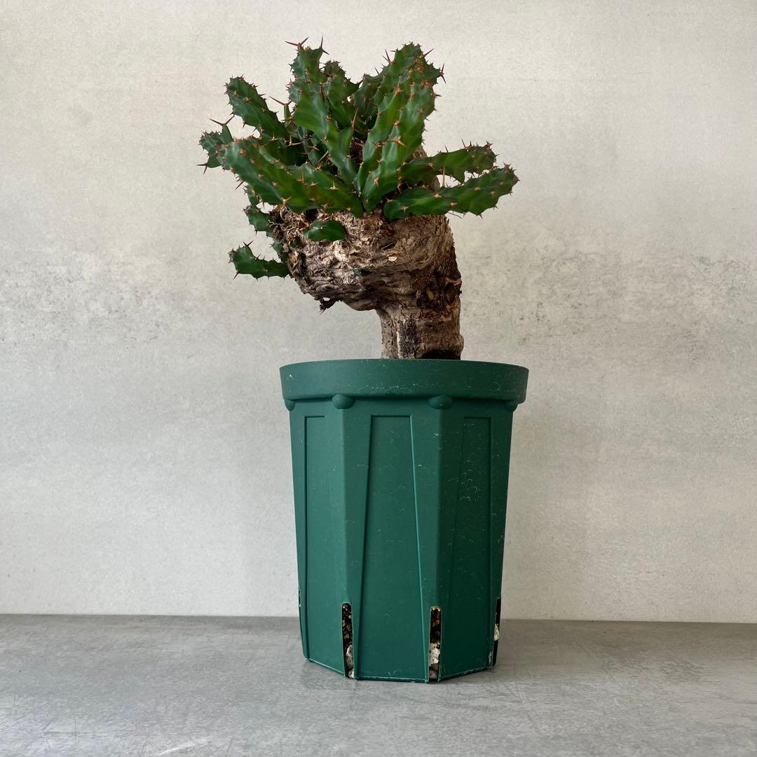 ユーフォルビア　クラビゲラ　現地球　Euphorbia clavigera Ⅱ