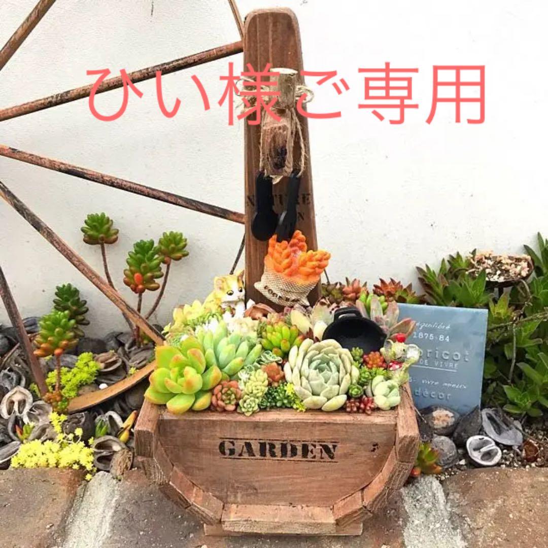 ★多肉植物　寄せ植え〜食いしん坊にゃんこのキッチン風寄せ〜★