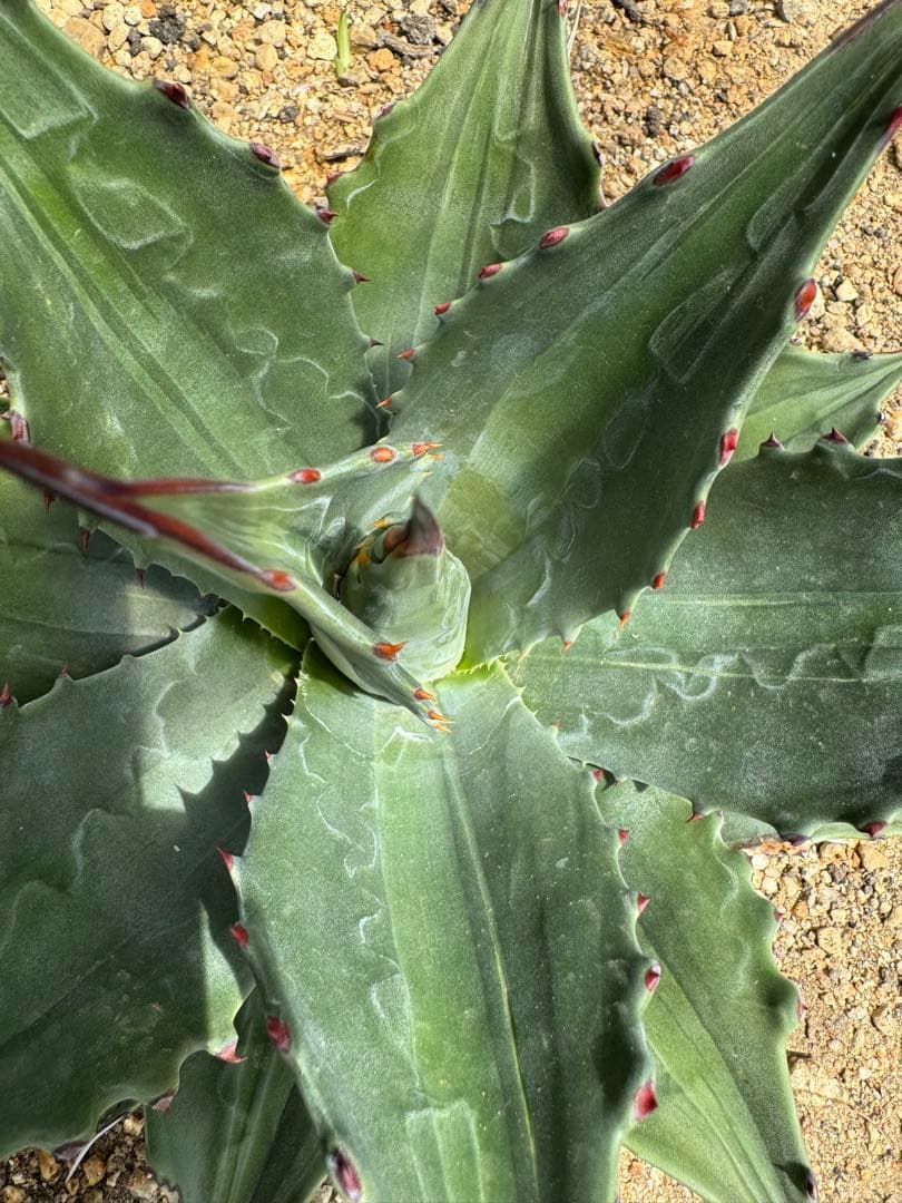 フラワー・ガーデニング Agave montana 'Lime Flash' 67