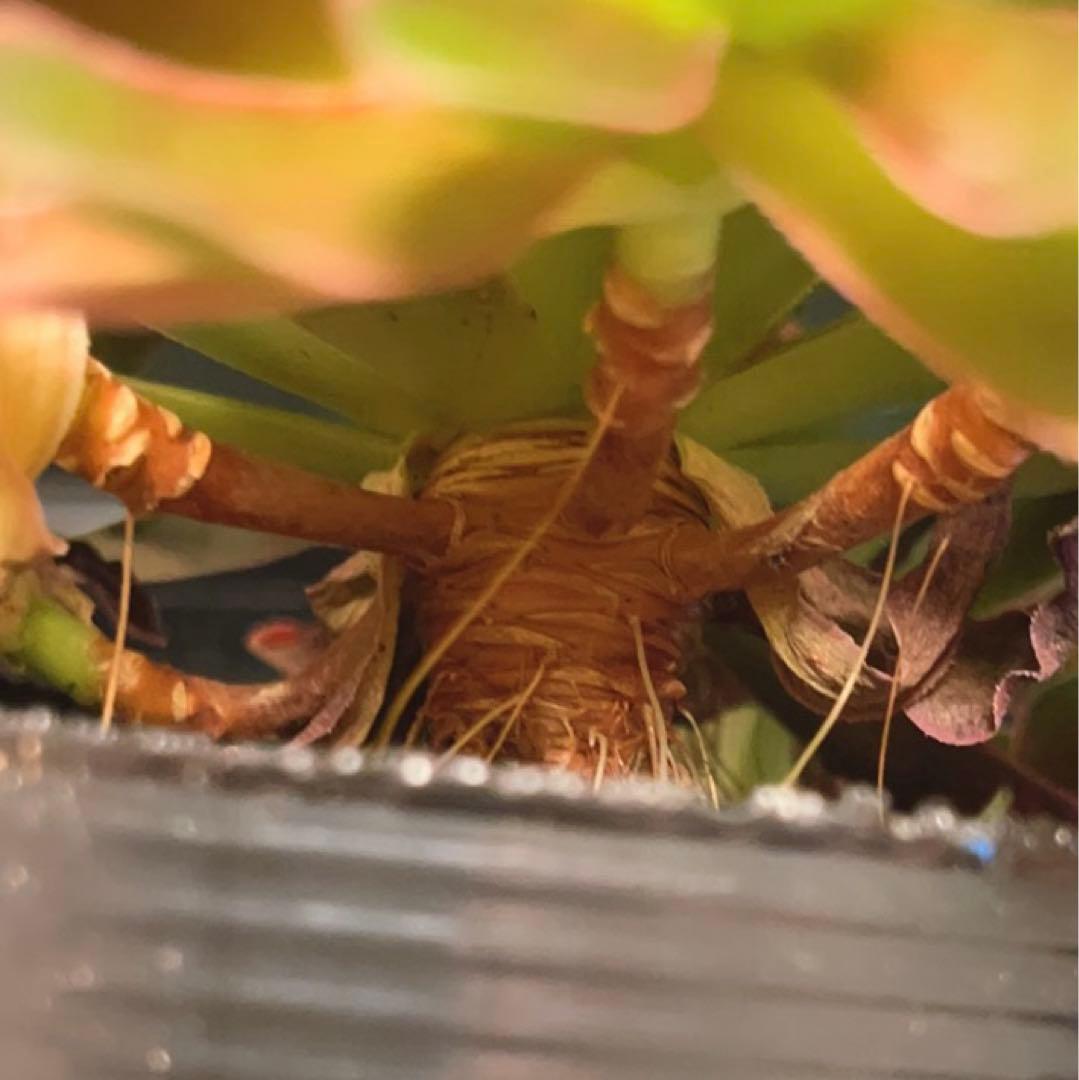 92#多肉植物アエオニウム❤️フエ二ックスフレ一ム❤️1大頭6小頭17cm拨き苗