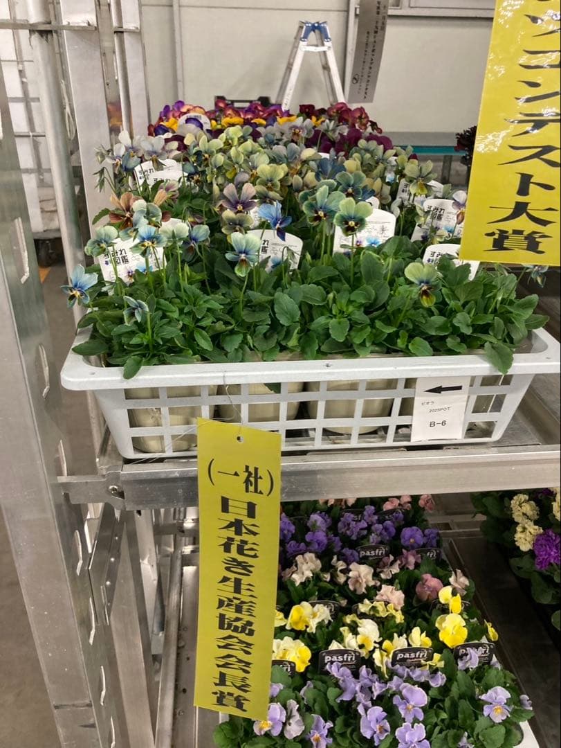 すみれ図鑑　ビオラ　青緑　S S