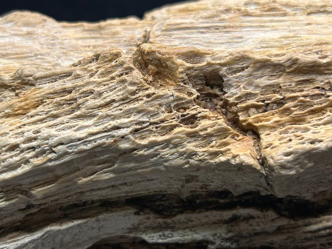 流木の様な珪化木　鑑賞石　大きな珪化木　ペトリファイアウッド