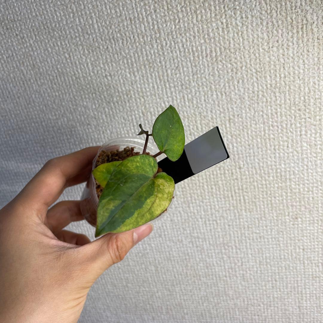 R*0様 Anthurium AOS✖️RVDP斑入り