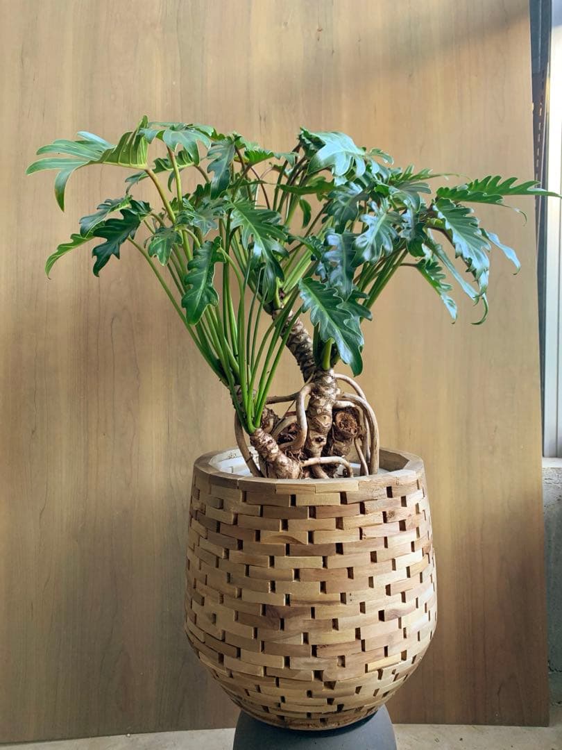MOSAICwood 鉢カバー　no2 送料込みベストプライス