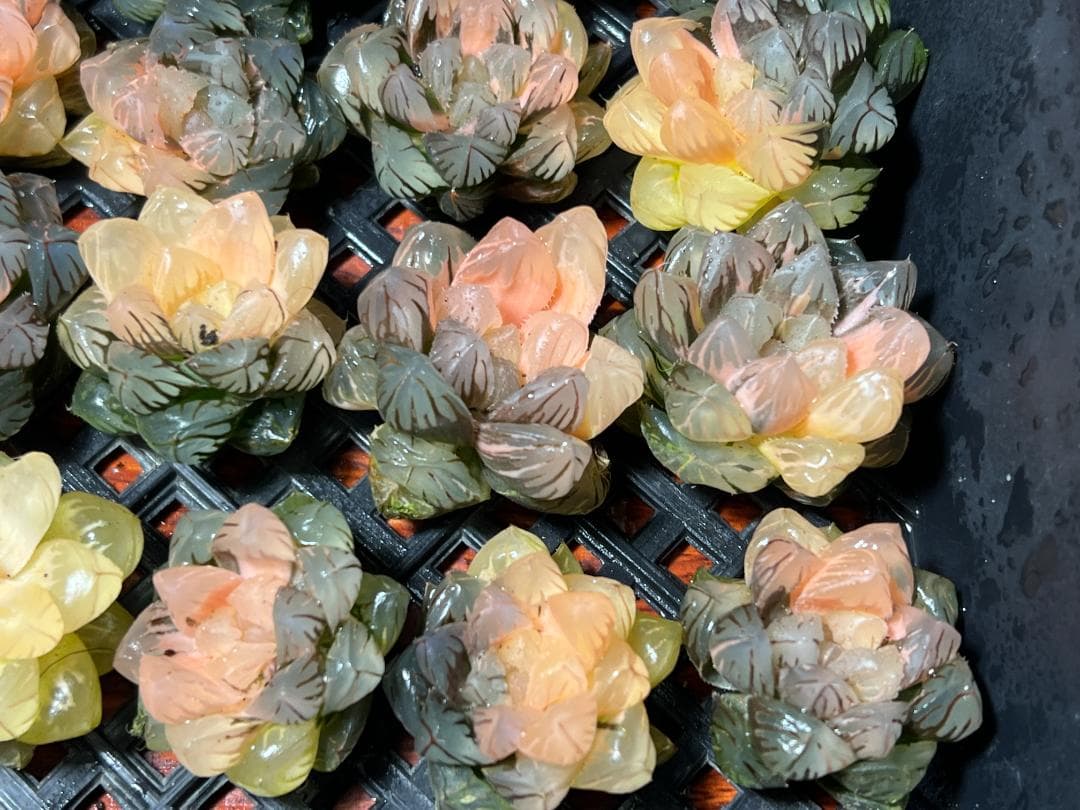 エ*カ様 多肉植物 ハオルチア　オブツーサ錦 水中月錦 糊斑 鮮明錦 25株セッ