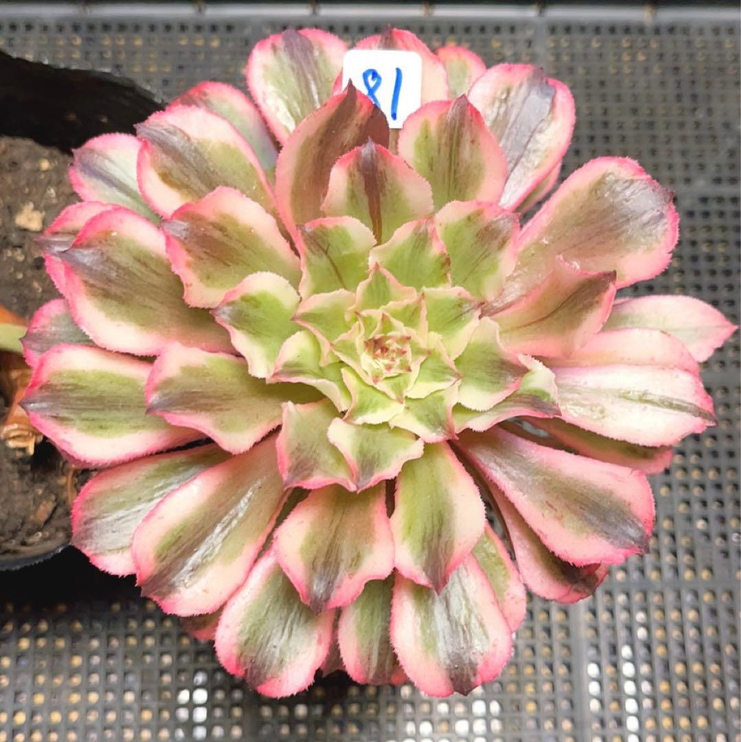 81#多肉植物アエオニウム錦❤️ 皺葉仙墨 ❤️1大頭1小頭14cm 鉢土付き