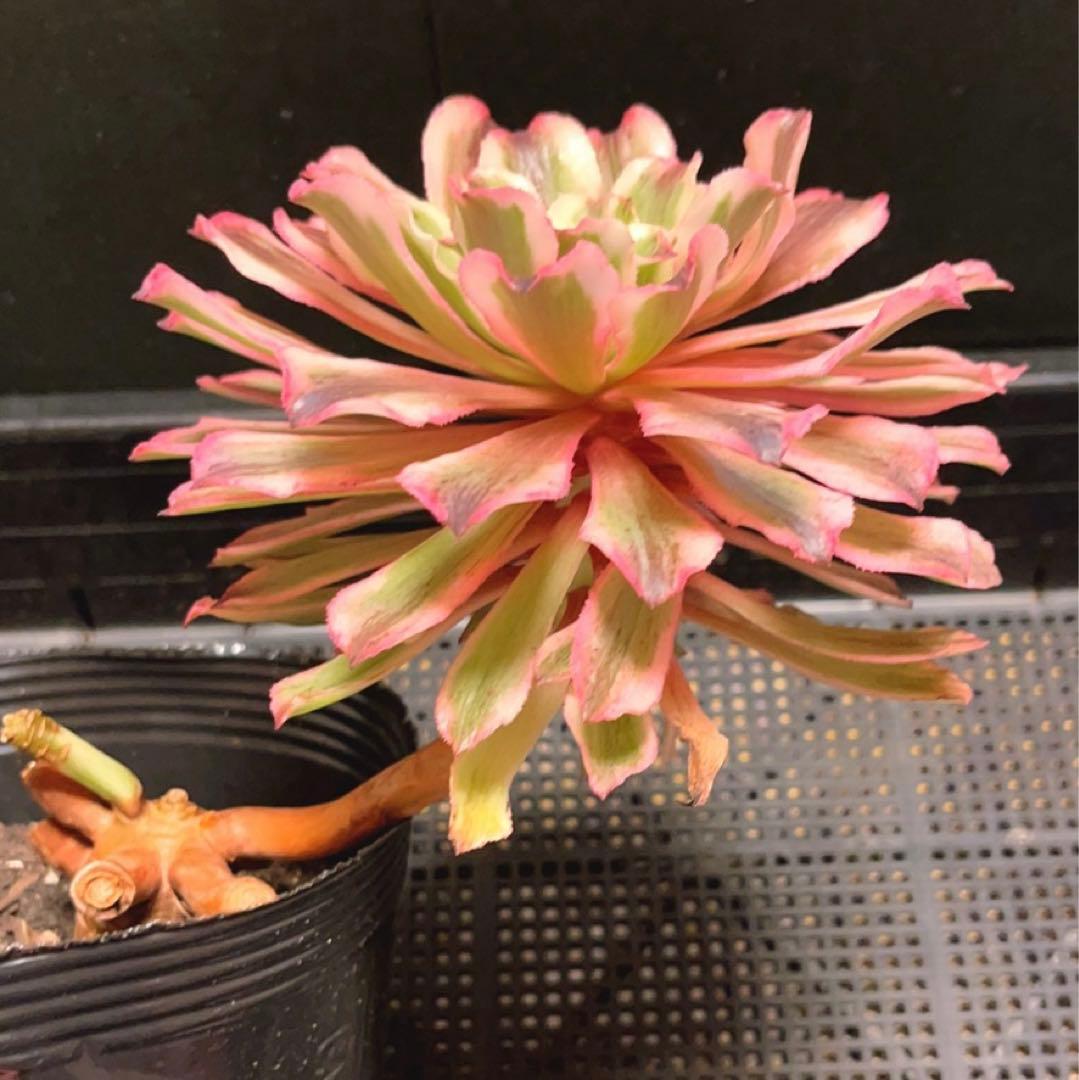 81#多肉植物アエオニウム錦❤️ 皺葉仙墨 ❤️1大頭1小頭14cm 鉢土付き