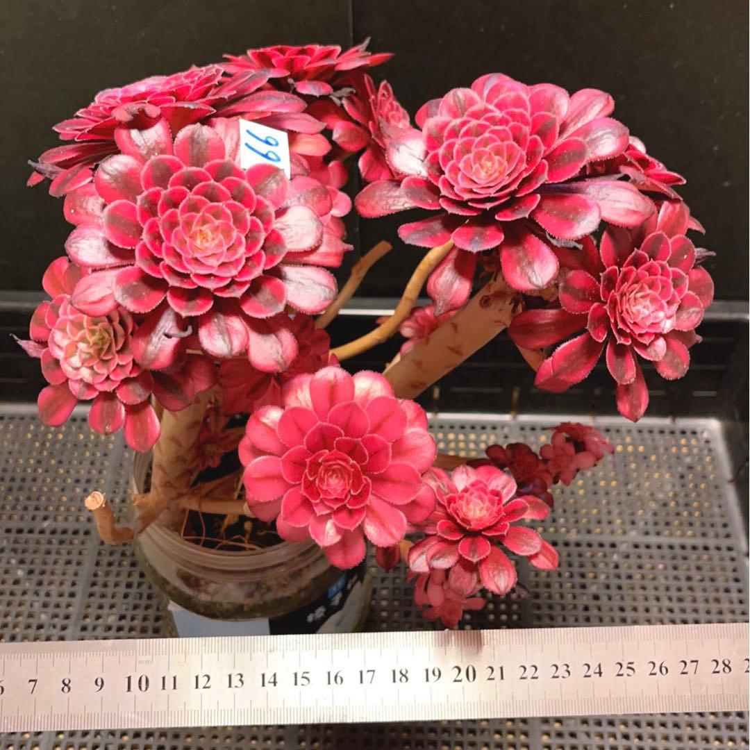 66#多肉植物アエオニウム錦❤️かぐや❤️15頭24cm鉢土付き出荷訳あり