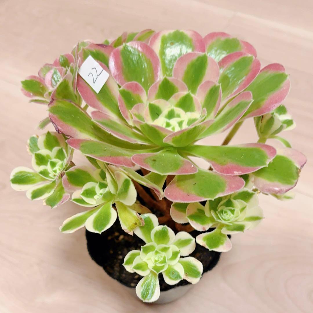 22#多肉植物アエオニウム錦❤️リバーストーン❤️ 1大頭10小頭22cm 拔き苗