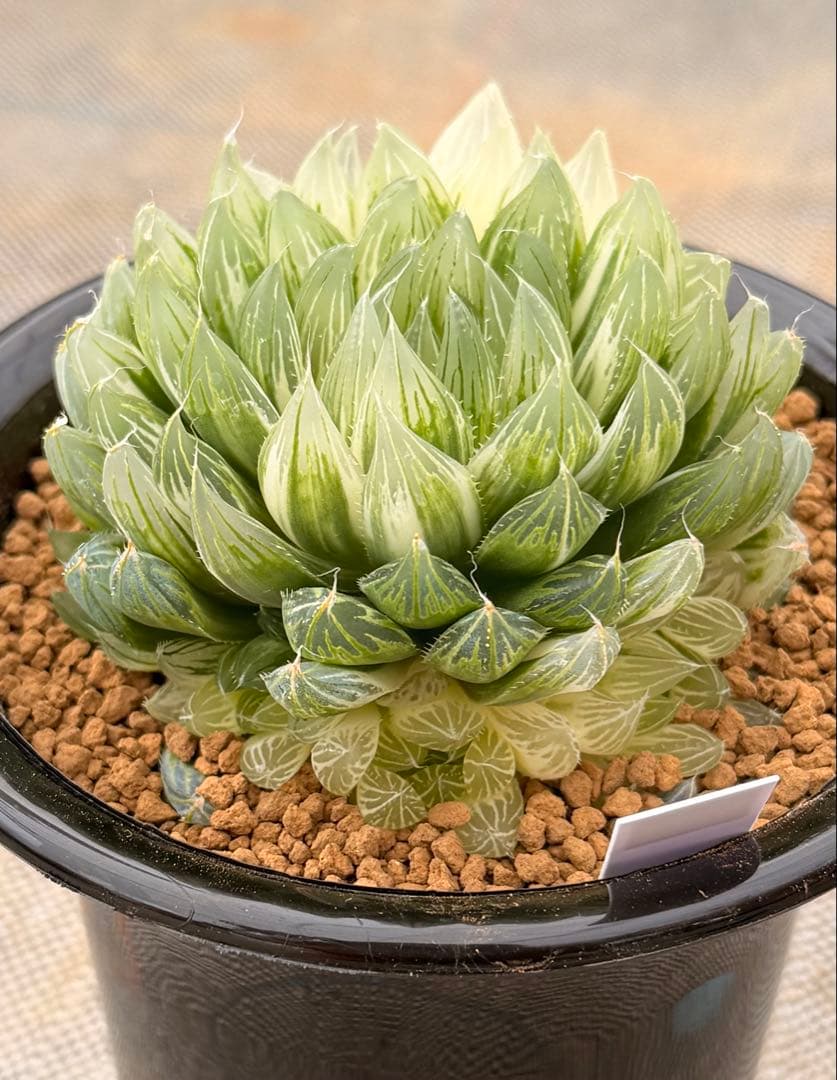 ハオルチア　オブツーサ錦　花胡蝶　親株　極上株