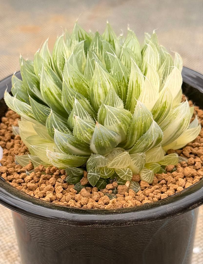ハオルチア　オブツーサ錦　花胡蝶　親株　極上株