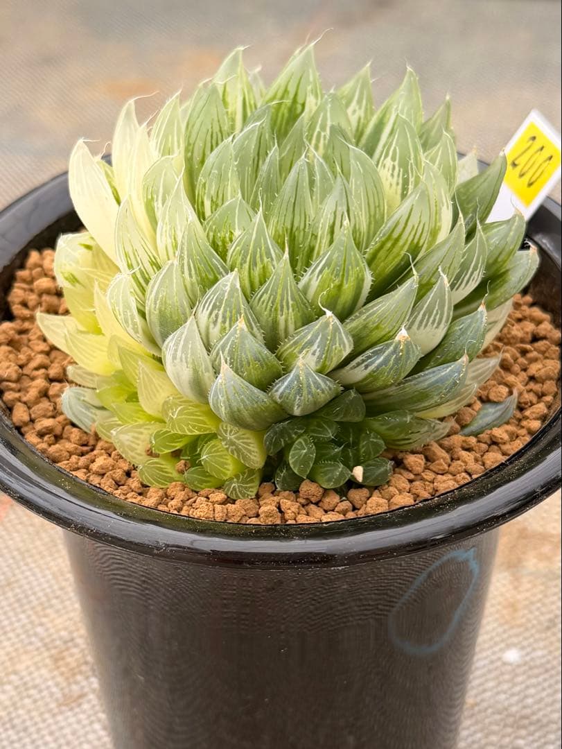 ハオルチア　オブツーサ錦　花胡蝶　親株　極上株