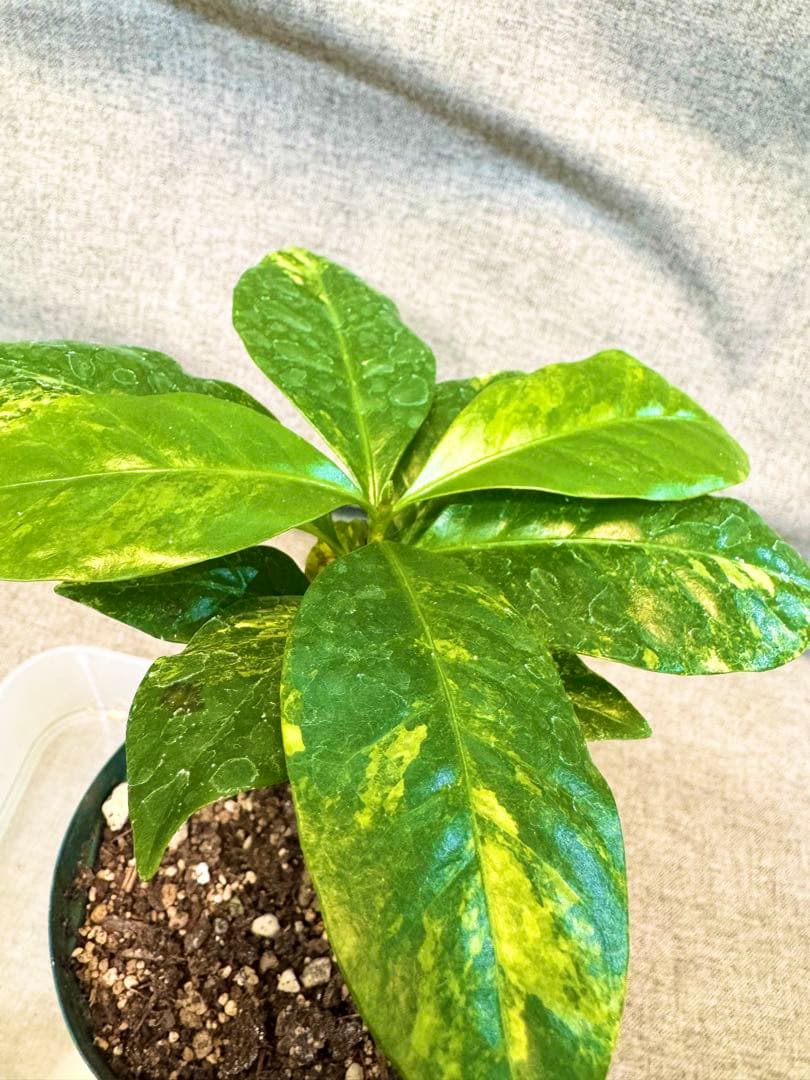 コーヒーの木　斑入り　実生株①