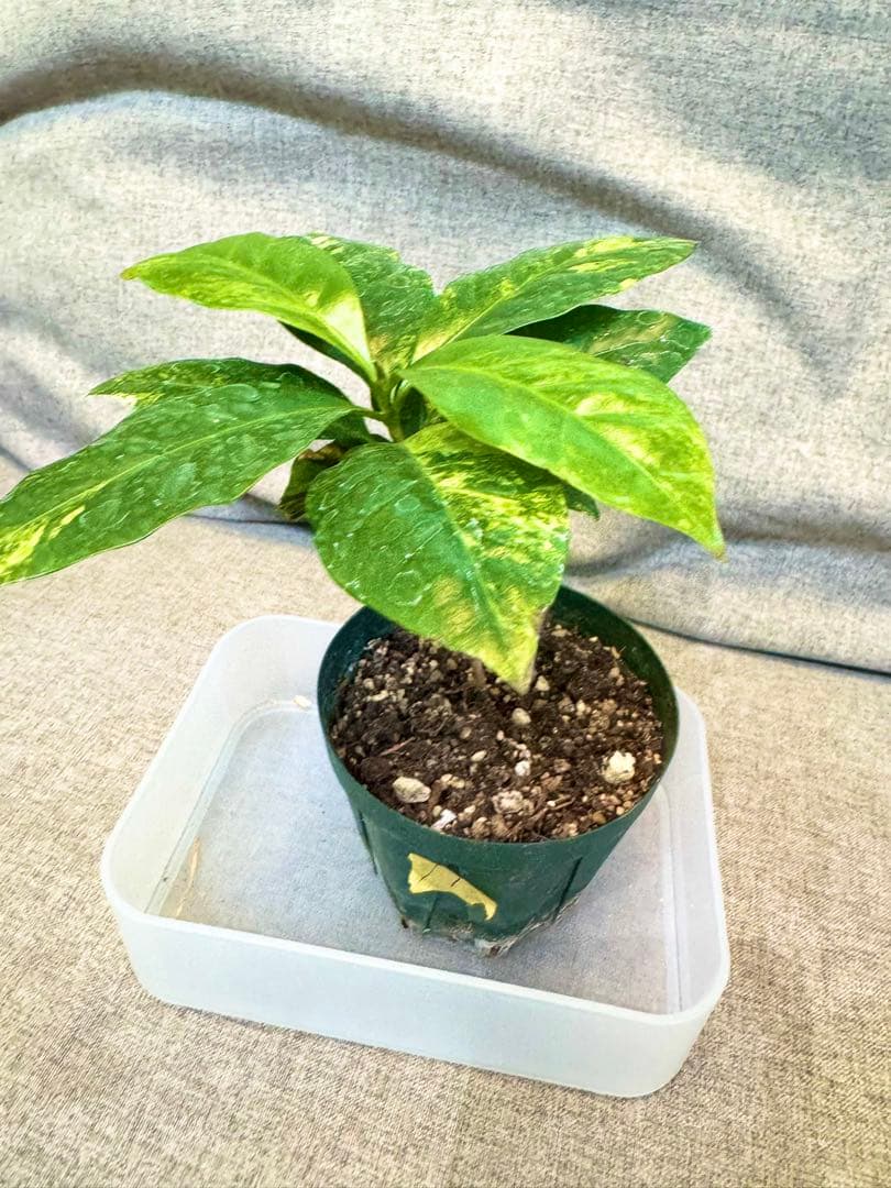 コーヒーの木　斑入り　実生株①