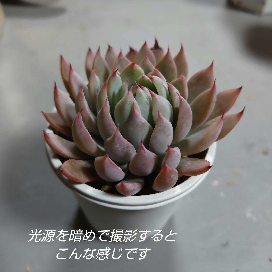 桜鬼　札付き（ミックスベリア　おらいさん　多肉、多肉植物）