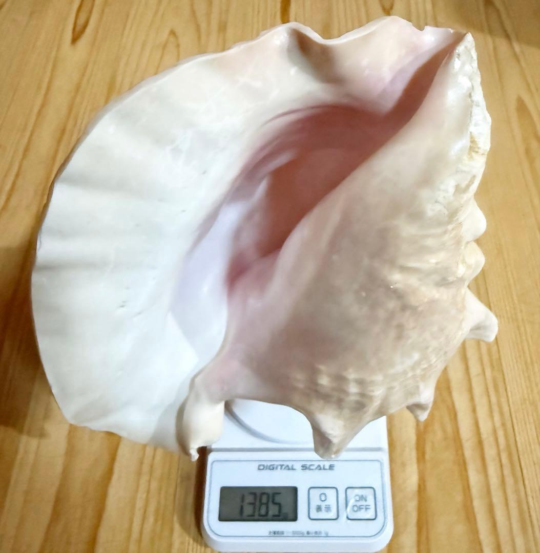 希少古代特大肉厚桃色法螺貝　（ピンク貝）法螺貝　ほら貝❣️コンク貝笛