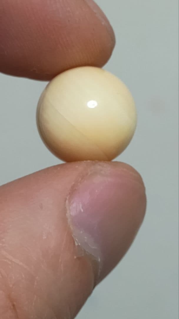 マッコウ鯨 牙玉 鯨歯玉 標本 緒締 根付 大約12.9㎜
