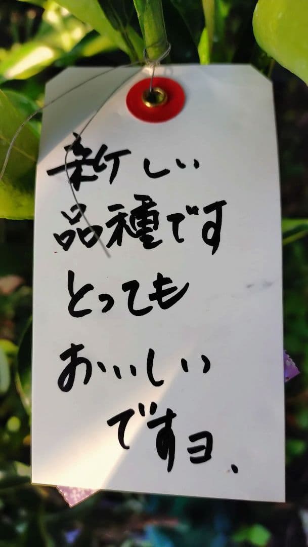 真っ赤な果皮！みはや ３年生 登録品種