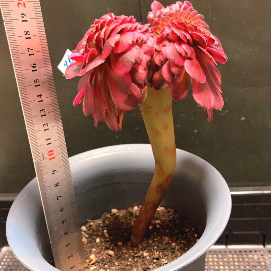 96#多肉植物アエオニウム錦❤️ 美姫錦セッカ ❤️12cm拔き苗