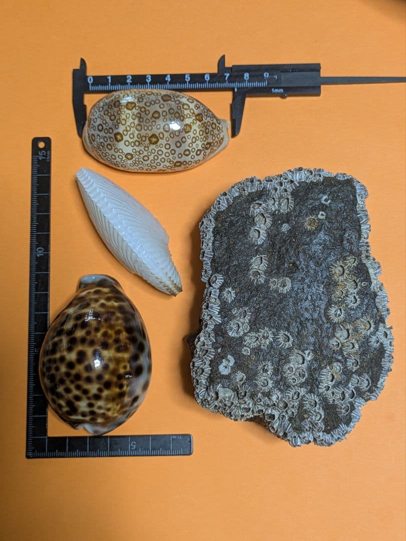 貝の標本【海洋生物教育標本】八丈宝貝、蛇の目宝貝、アオイガイ、フジツボの計4点！
