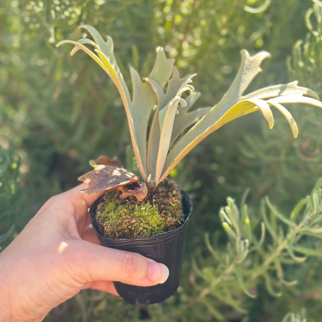 P. willinckii ’Jenny’ TC 2147