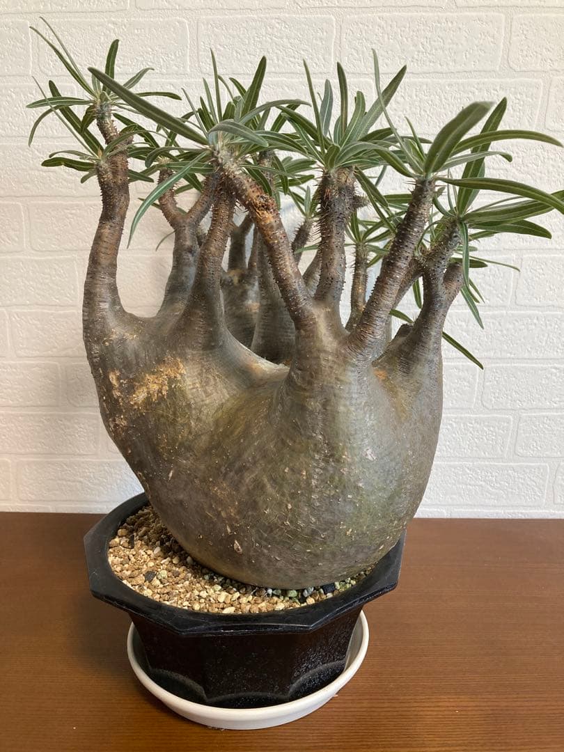 【植物引退】特大　グラキリス　現地球