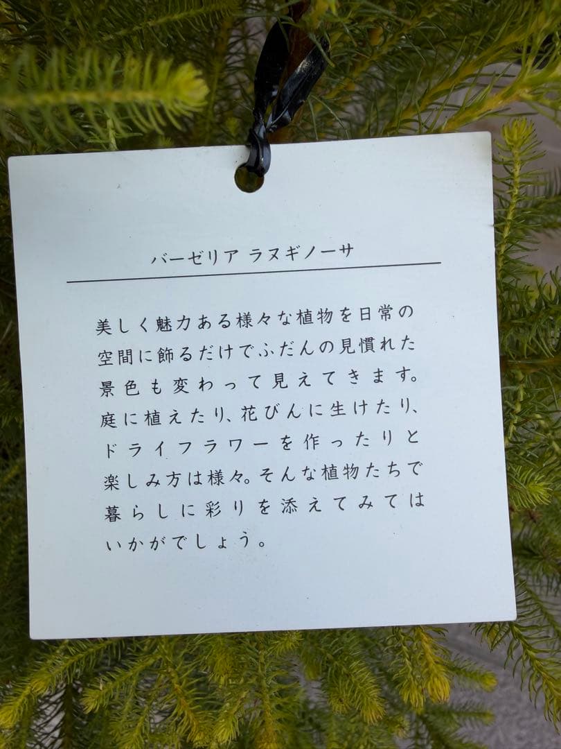 バーゼリア　鉢ごと発送