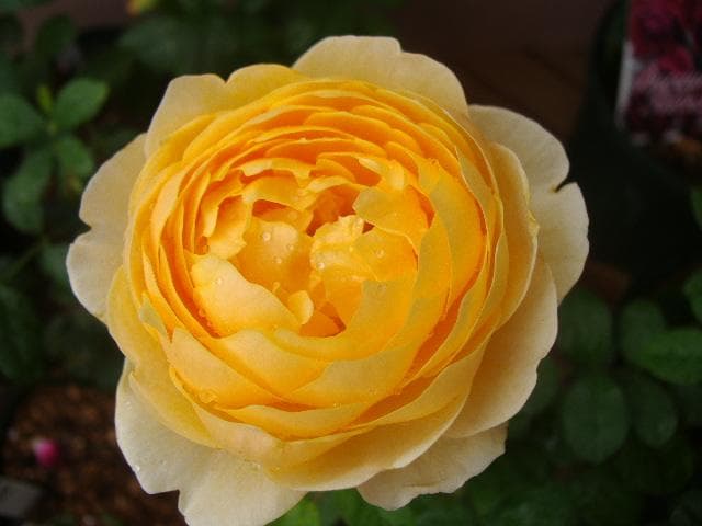 シャルロット　6号スリット　ER　芽接ぎ苗　イングリッシュローズ
