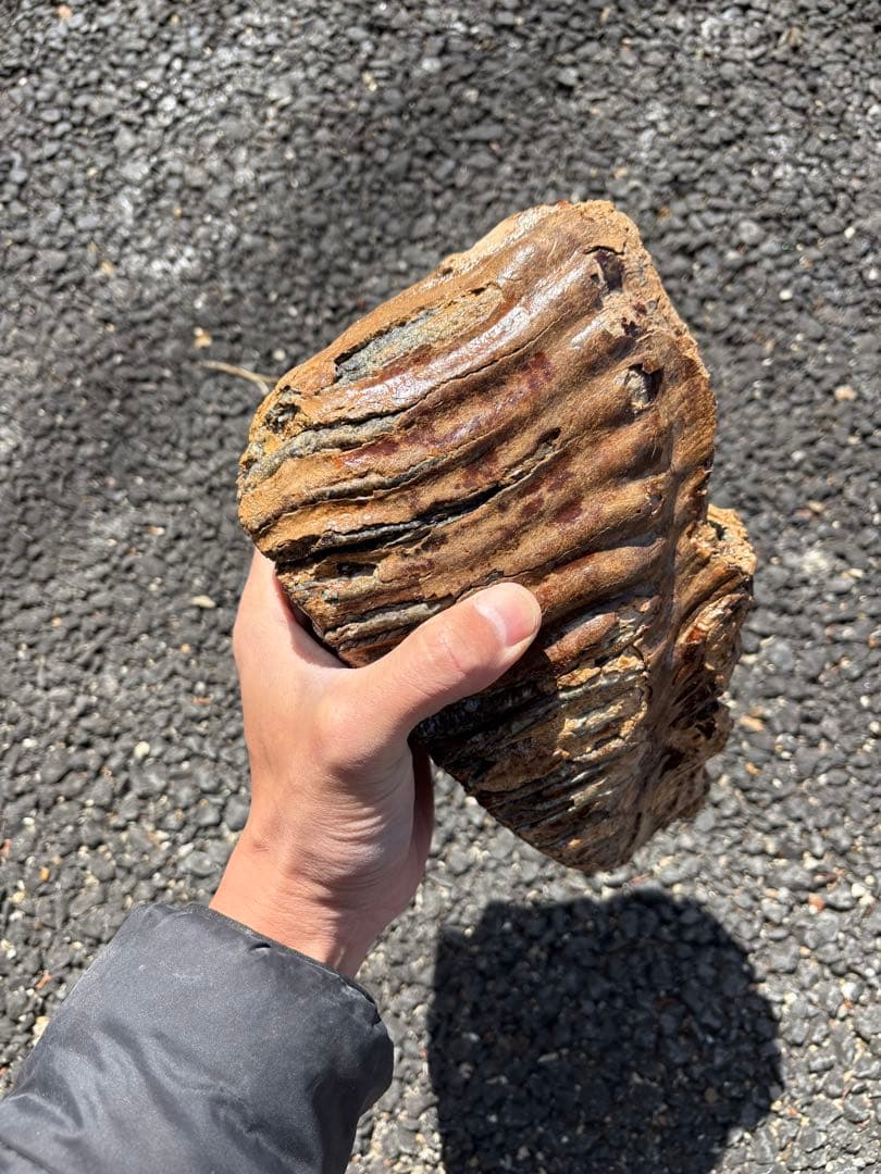 20cm マンモスの歯　化石