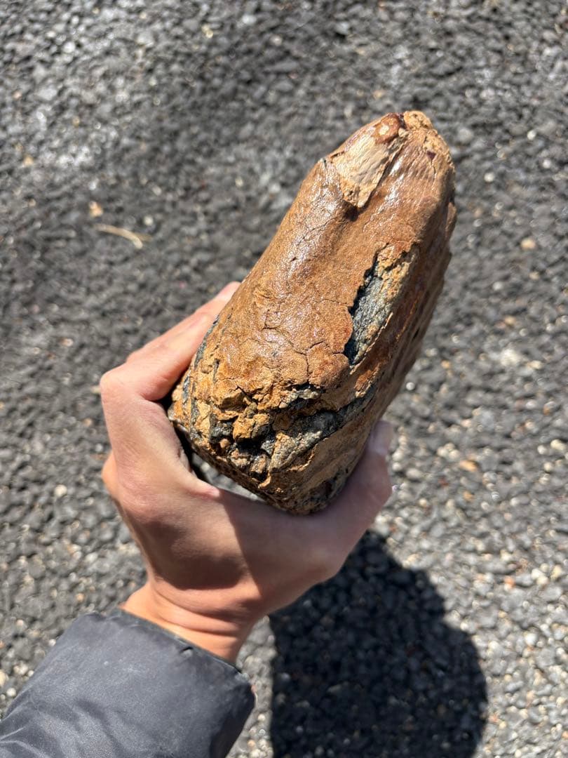 20cm マンモスの歯　化石
