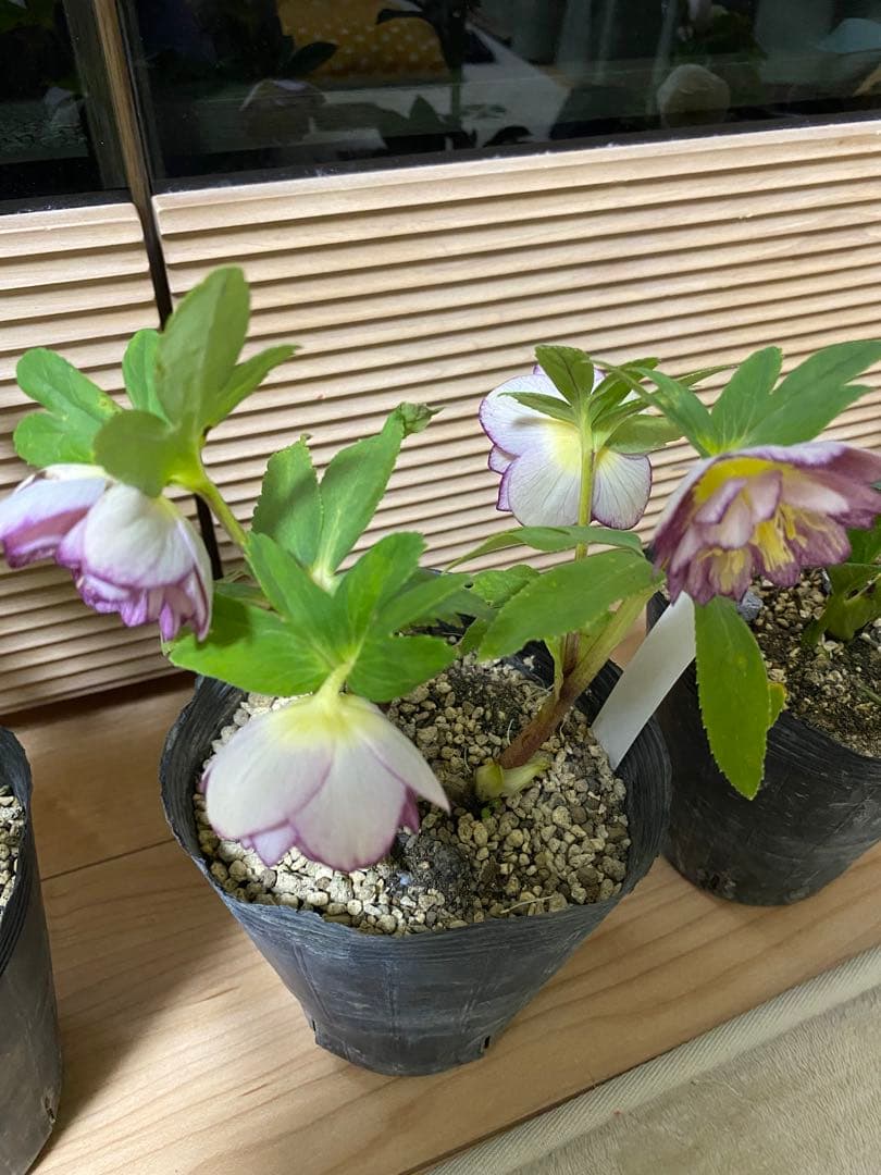 レッドイルミリオン　加藤農園